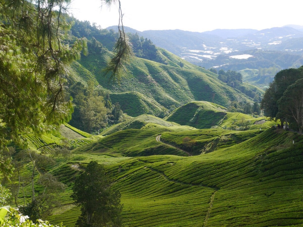 Cameron Highlands